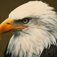 eagleslover215