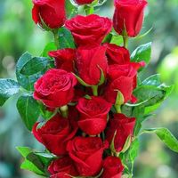 shahid.kamal031