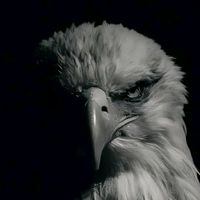 suara asli - Ibn_ nur