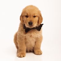 butter.the.golden