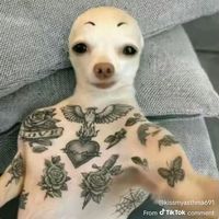 alexbellakeo