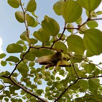 suara asli - Serunting sakti