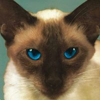 its.just.a.minor.thing