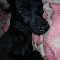 original sound - tomyelnegritobello