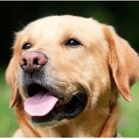 saving_allanimals23