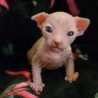 sphynxaddiction