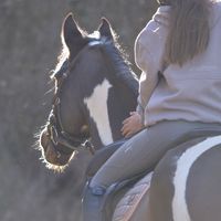 sophied.equine