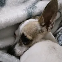 original sound - karmeliux