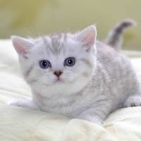 cutepet485