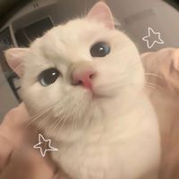 alexaa7446