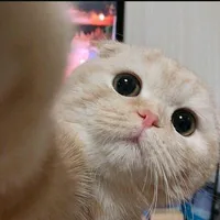 Dj already gone by Ellkha bloods