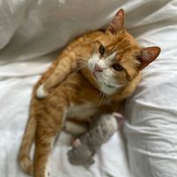 monsieurouillethecat