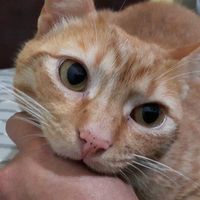 gatosentuaparato