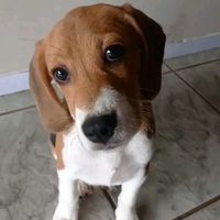 beagletobey