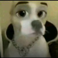 otterpupsandsprinkles