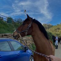 spanishcompanion_