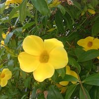 janitasotitamayorcita