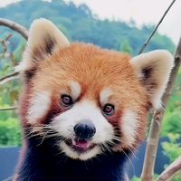 redpandacutest