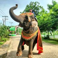 เสียงต้นฉบับ - น้องอาย