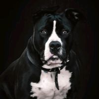 pitbullastaroth