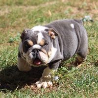 chingonbulldogz