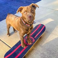 soul.dog.animalscience