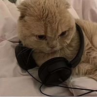 all I want for Christmas is you ೃ࿔