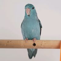 original sound - 80s Kid_691228