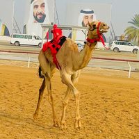 alwathbacamels