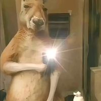 figurita63