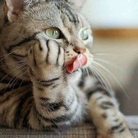 оригинальный звук