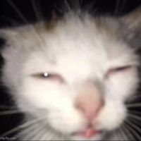 original sound - Scarys Cat