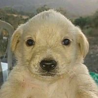 sonido original - GenoX