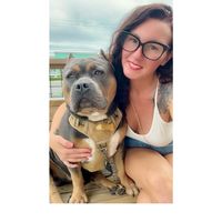 jefe_the_american_bully