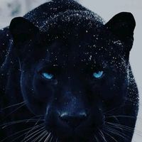 the_wild_panther