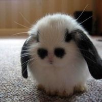 cutemobunny