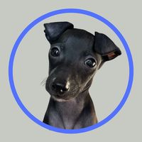 pedrogalguinho