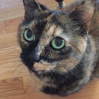 catchycats