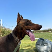 makiwagyudoberman