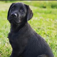 olivertheblacklab