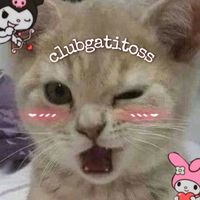 clubgatitoss