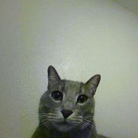 catrelated