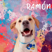 original sound - sooyramon