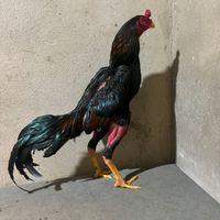 criatoriobalanacara
