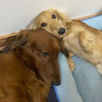 elvisealfiedachshunds