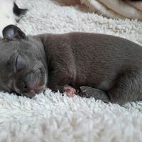 chihuahuafollowbluespaw