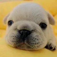 original sound - thepibblepost