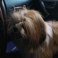 bug_cachorrinho