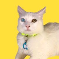 poncio.o.gato