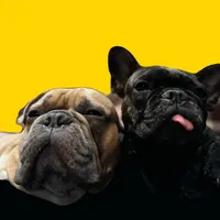original sound - buldog_melon